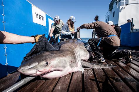 Catching sharks .